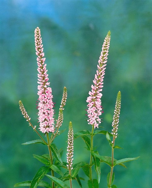 Veronica longifolia 'Pink Damask', Ehrenpreis, rosa, ca. 9x9 cm Topf