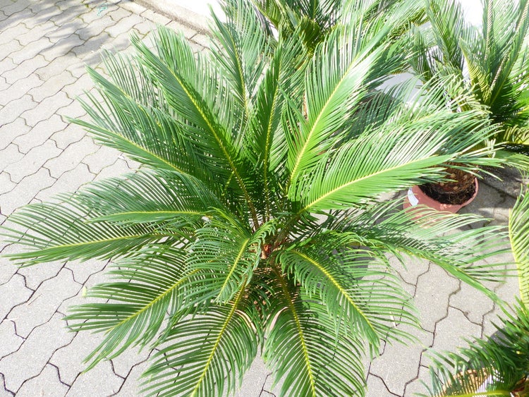 Cycas revoluta Sagopalmfarn mit grünen, fiederartigen Wedeln in einem Pflanztopf auf gepflastertem Untergrund.