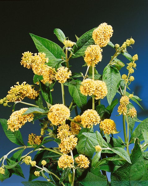 Buddleja weyeriana 'Sungold', Schmetterlingsflieder, gelb, 80–100 cm
