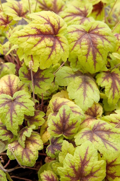 Heucherella 'Stoplight', Schaumglöckchen, gelb-rot, ca. 9x9 cm Topf