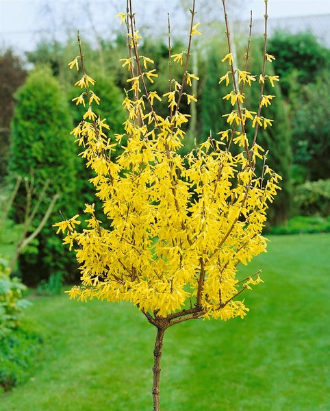 Forsythia 'Lynwood Gold', Goldglöckchen, leuchtend gelb, 60–80 cm