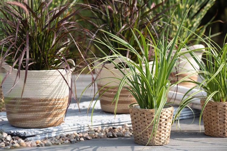 Carex morrowii 'Ice Dance', Japan-Segge, immergrün, 3-5 Liter Container