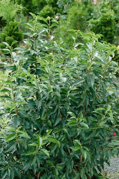 Prunus lusitanica 'Angustifolia', Portugiesischer Lorbeer, 125–150 cm