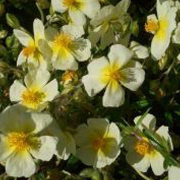 Zistrose mit hellen Blüten und gelben Akzenten