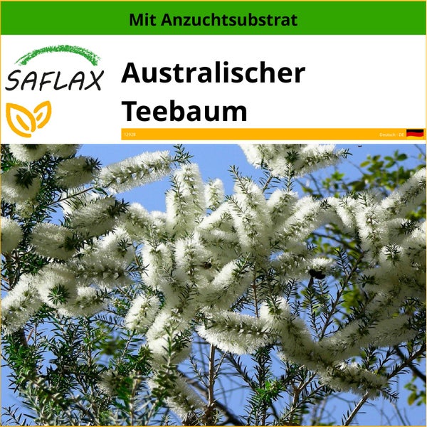 SAFLAX  - Australischer Teebaum - Melaleuca alternifolia - 400 Samen - Mit keimfreiem Anzuchtsubstrat