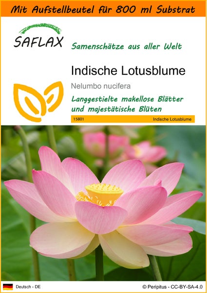 SAFLAX Garden in the bag - Indische Lotusblume - Nelumbo nucifera   - 8 Samen - Mit Anzuchtsubstrat im praktischen, selbst aufstellenden Beutel