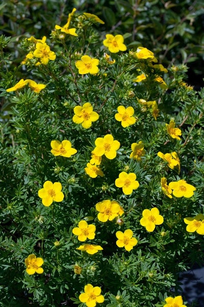 Potentilla 'Goldfinger', Fingerstrauch, gelb, 30–40 cm