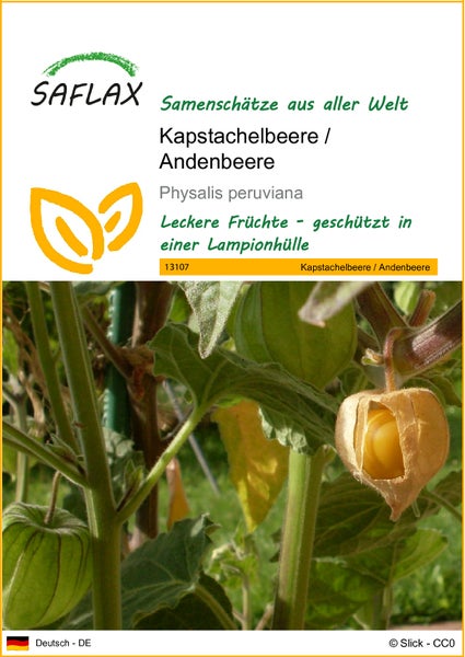 SAFLAX  - Kapstachelbeere / Andenbeere - Physalis peruviana - 100 Samen