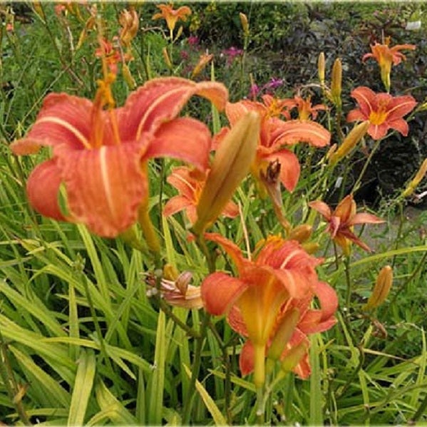 Nahaufnahme von orangefarbenen Taglilien im Garten.