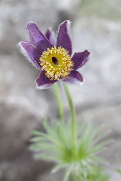 Pulsatilla vulgaris, Küchenschelle, violett, ca. 9x9 cm Topf