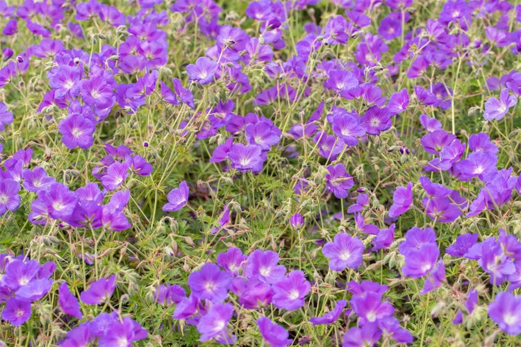 Nahaufnahme eines Feldes mit violetten Storchschnabelblüten
