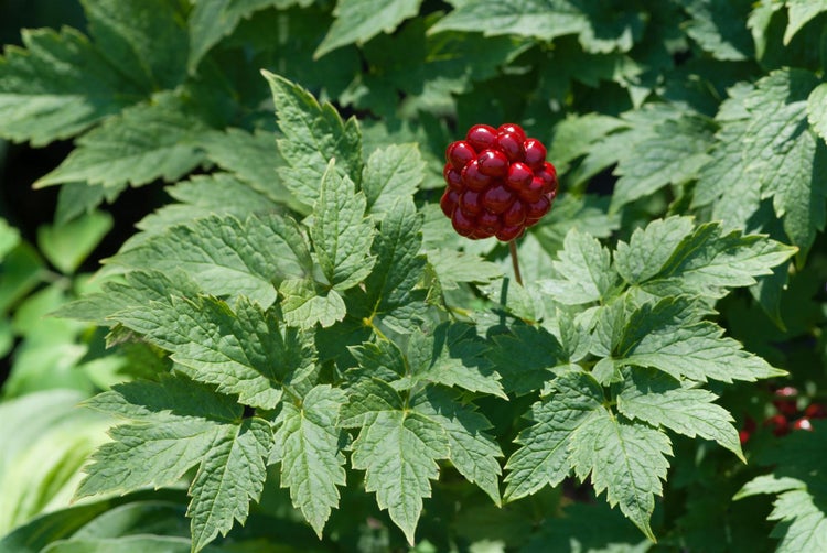 Actaea rubra, Rote Christophskraut, ca. 9x9 cm Topf