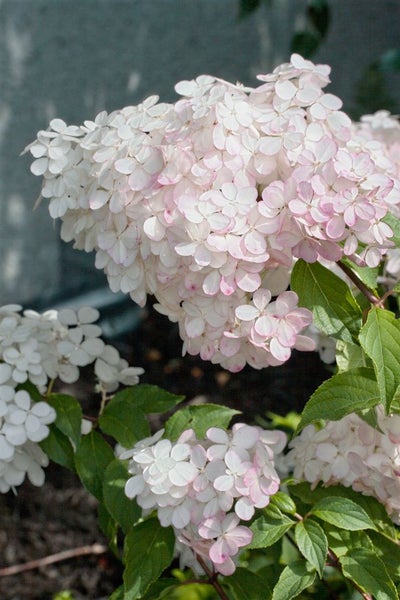 Hydrangea paniculata 'Vanille-Fraise', Rispenhortensie, zweifarbig, 60–100 cm