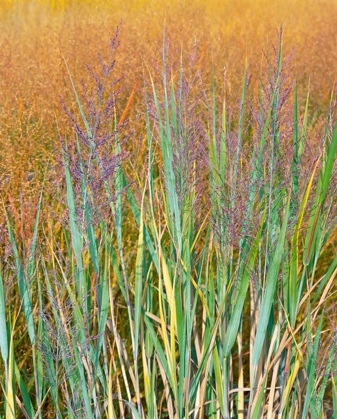 Panicum virgatum 'Heavy Metal', Rutenhirse, blaugrün, ca. 9x9 cm Topf
