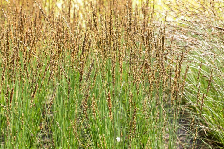 Detailaufnahme von Ziergras im Garten.