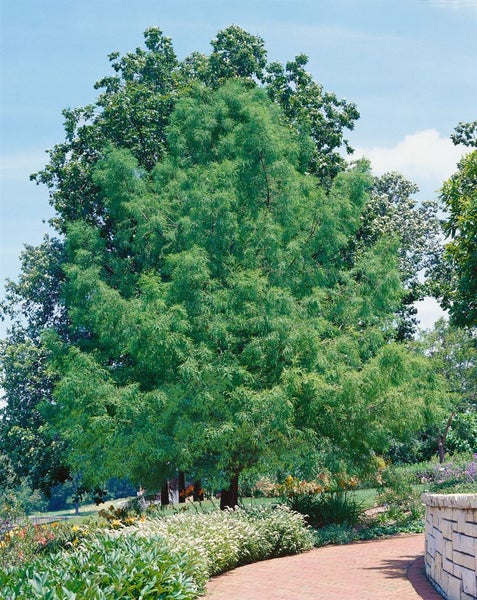 Sumpfzypresse im Garten