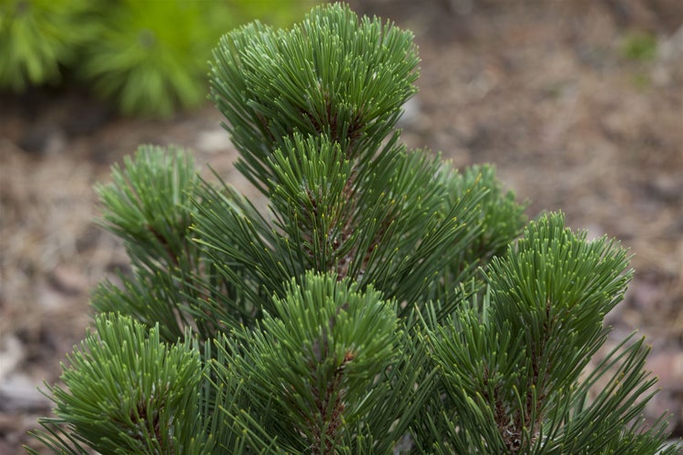 Pinus heldreichii 'Malinki', Bosnische Kiefer, 60–70 cm