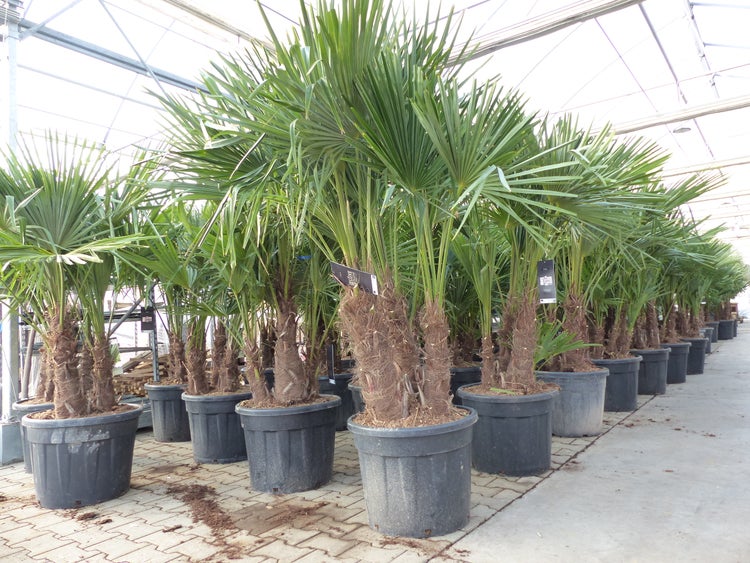 Trachycarpus Fortunei Gruppe mehrstämmig Palme, winterhart 180 - 200 cm Palmengruppe