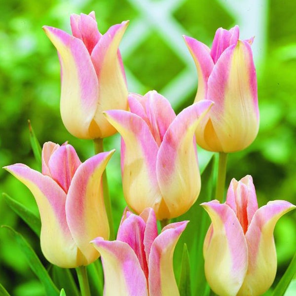 Gruppe von Tulpenblüten im Garten