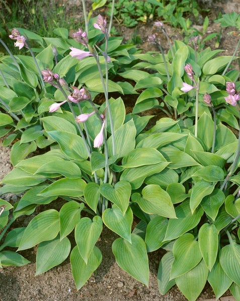 Hosta x tardiana 'Halcyon', Blaublatt-Funkie, ca. 11x11 cm Topf