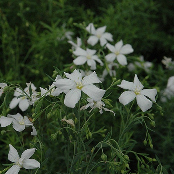 Nahaufnahme von weissem Lein