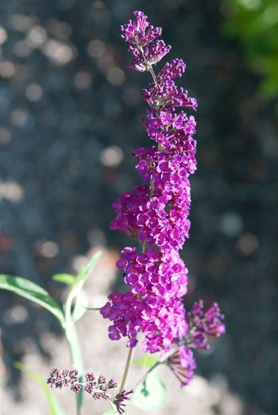 Buddleja davidii 'Royal Red', Schmetterlingsflieder, rot, 60–100 cm