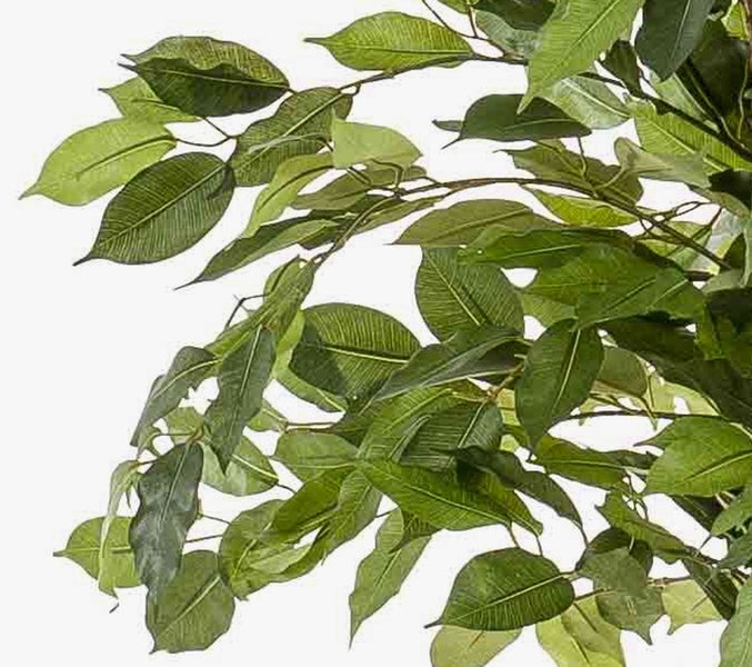 Detail von grünen Blättern und Zweigen einer künstlichen Ficus Pflanze.