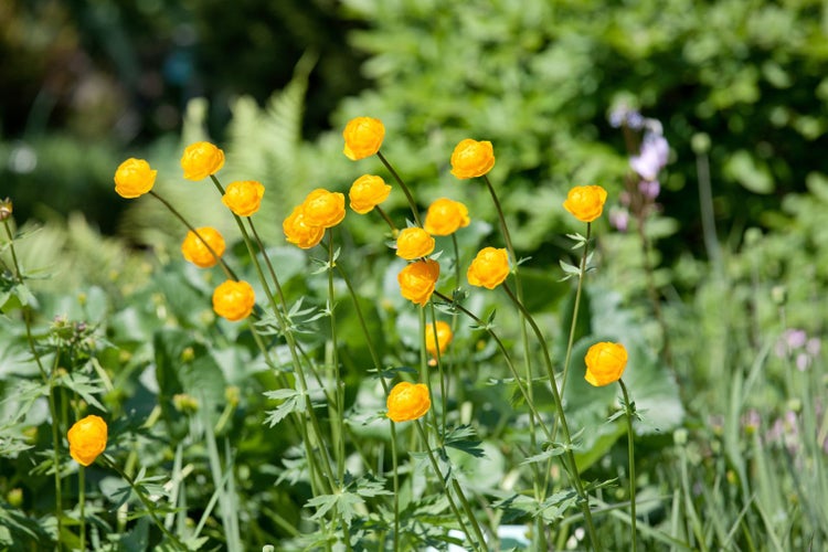 Trollius pumilus, Zwerg-Trollblume, gelb, ca. 9x9 cm Topf