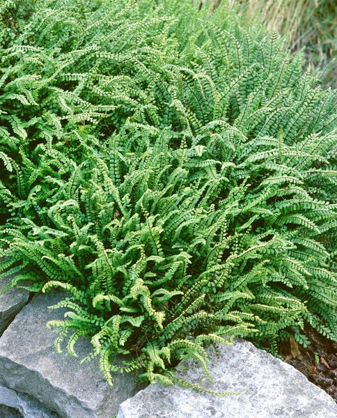 Asplenium trichomanes, Braunstieliger Streifenfarn, ca. 9x9 cm Topf