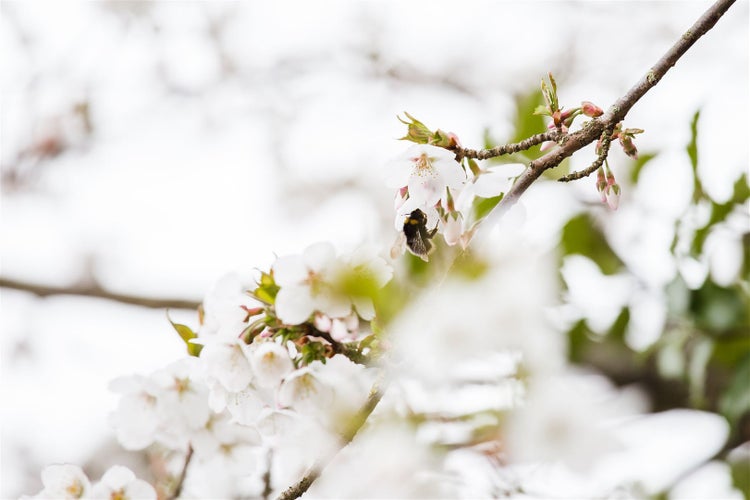 Prunus kurilensis 'Brillant', Zierkirsche, rosa Blüten, 60–80 cm