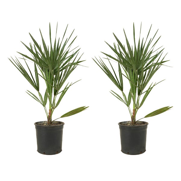 2x Chamaerops Humilis – Europäische Zwergpalme – Palme – Winterhart – ⌀15 cm – ↕50-60 cm
