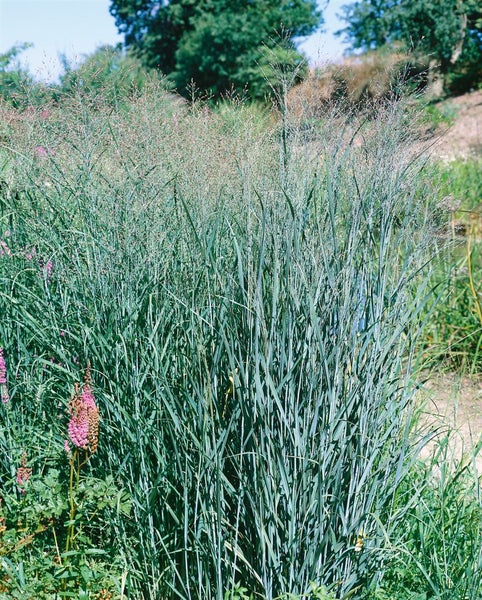 Panicum virgatum 'Heavy Metal', Rutenhirse, blaugrün, ca. 9x9 cm Topf
