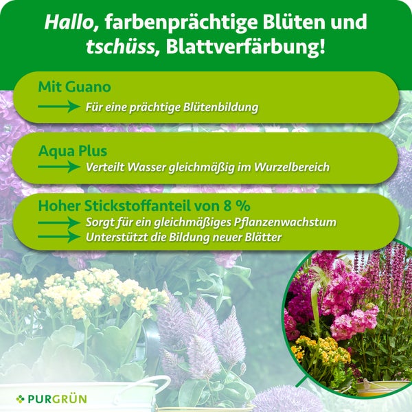 Infografik zum Purgruen Blumenduenger mit Hinweisen zu Guano, Aqua Plus und Stickstoffgehalt fuer gesundes Pflanzenwachstum und reiche Blueten.