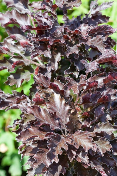 Fagus sylvatica 'Rohanii', Rotbuche, 60–80 cm