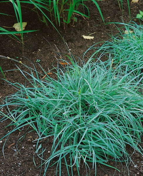 Carex flacca, Blaugrüne Segge, ca. 9x9 cm Topf