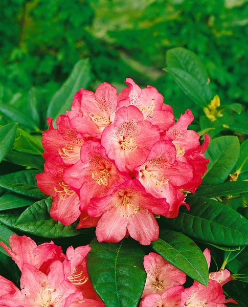 Rhododendron Hybr. 'Nofretete', Rhododendron, rosa Blüten, 30–40 cm