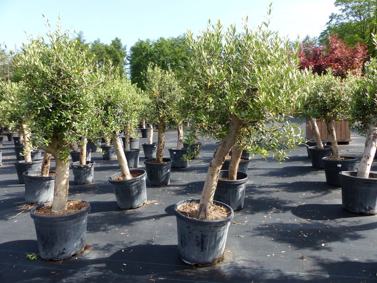 Olivenbaum Olive Angebot 150 - 180 cm, beste Qualität, winterhart, Olea Europaea