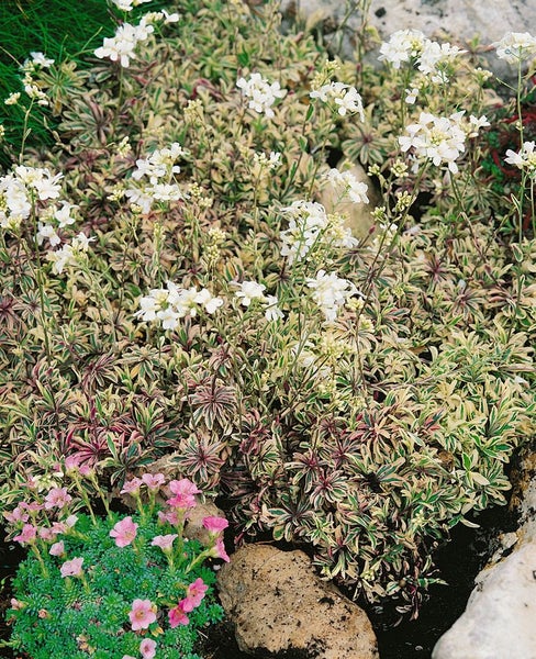Arabis ferdinandi-coburgii 'Variegata', Gänsekresse, buntlaubig, ca. 9x9 cm Topf