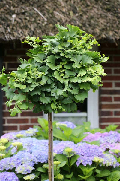 Ginkgo biloba Marieken Stamm, Fächerblattbaum, Gesamthöhe inkl. Topf: 160-170 cm