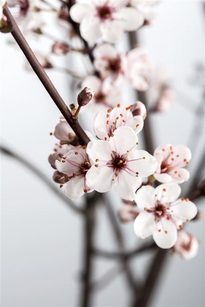 Prunus cistena, Blutpflaume, dunkelrot, 60–80 cm