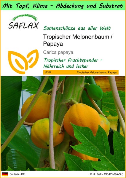 SAFLAX Garden to go - Tropischer Melonenbaum / Papaya - Carica papaya - 30 Samen - Mit Topf, Klima - Deckel und Anzuchtsubstrat