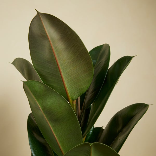 Bloomique - 2er Set - Ficus Elastica Robusta - Gummibaum - Zimmerpflanzen Groß - Luftreinigend - Pflegeleicht - Höhe 80-100 cm - Topf 21 cm