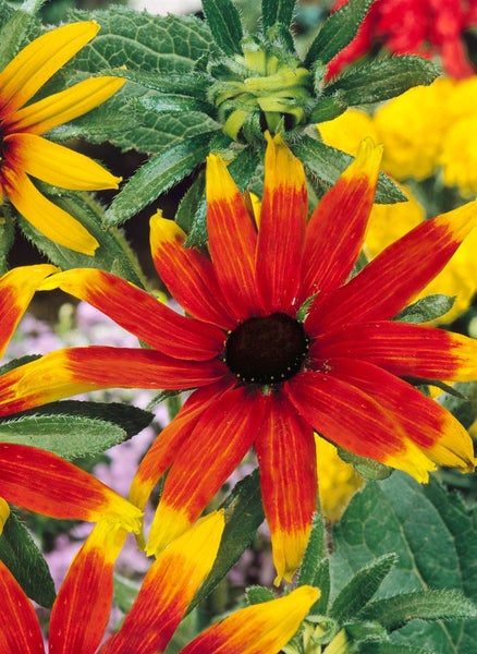 Rudbeckia triloba 'Prairie Glow', gelb-orange, ca. 11x11 cm Topf