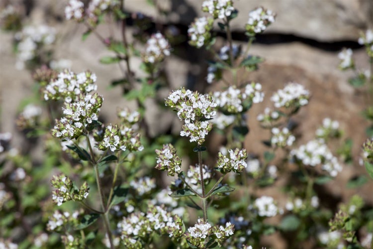 Nahaufnahme von Oregano mit kleinen weißen Blüten