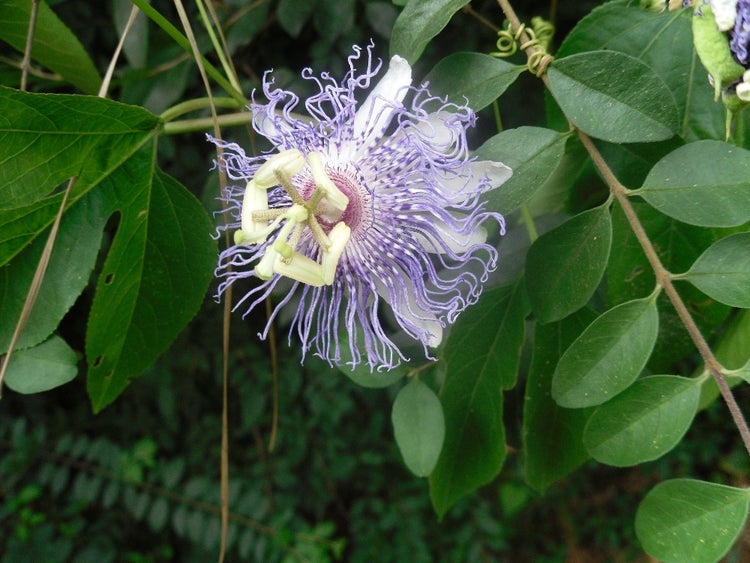 SAFLAX  - Passionsblume - Passiflora incarnata - 5 Samen