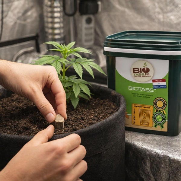 Eine Hand steckt eine BioTabs Düngertablette in die Erde neben einer jungen Pflanze in einem Pflanzsack.