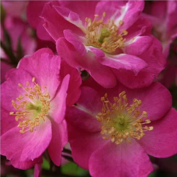 Nahaufnahme von rosa Heckenrosenblüten