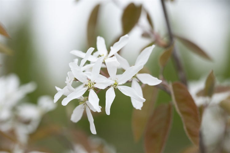 Amelanchier 'Ballerina', Felsenbirne, weiß, 60–100 cm