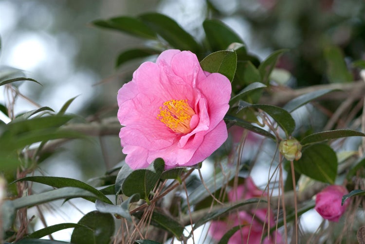 Camellia japonica 'Elegant Beauty', Kamelie, rosa, 60–80 cm