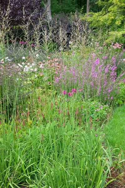 Garten mit Ziergräsern und blühenden Pflanzen